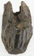 Big Triceratops Tooth - Montana #30496-1